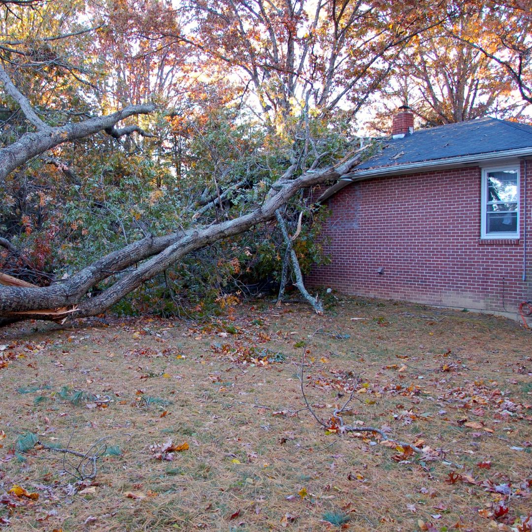 what to do when a tree falls on your roof